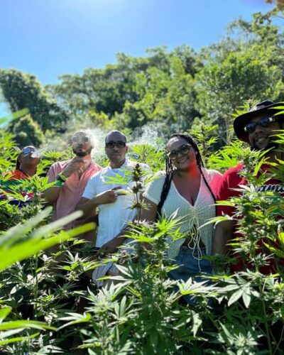Montego Bay: Marijuana Farm Private Tour with Transportation - Hotel pickup and private-group comfort: making the logistics easy