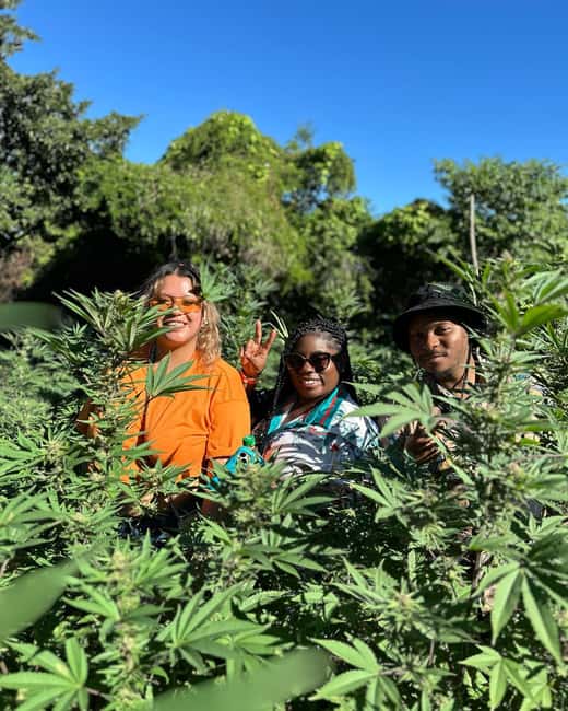 Montego Bay: Marijuana Farm Private Tour with Transportation - Cannabis in Jamaica: the cultural and economic story you get on the ground
