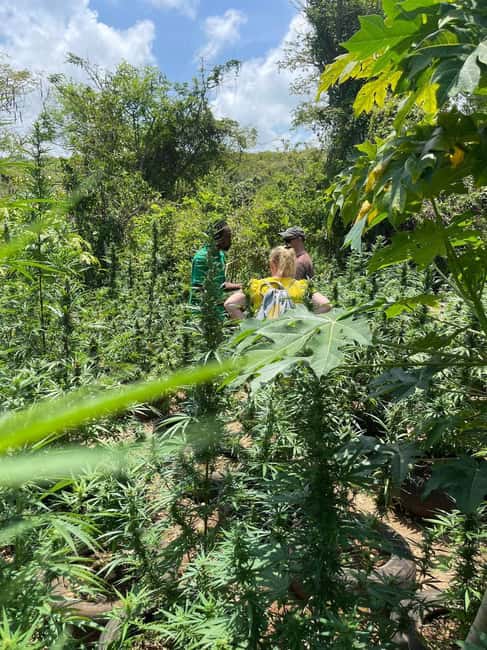Montego Bay: Marijuana Farm Private Tour with Transportation - Hands-on moments: planting, pruning, or harvesting when in season