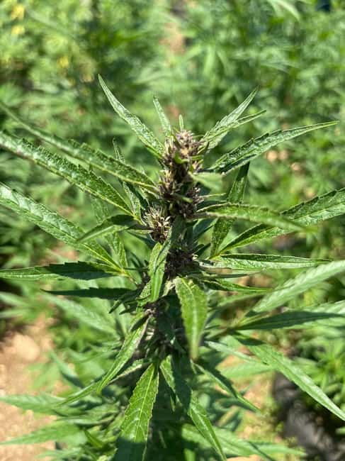 Montego Bay: Marijuana Farm Private Tour with Transportation - The tasting session: extracts, infusions, and chalice-style sampling