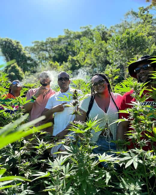 Montego Bay: Marijuana Farm Private Tour with Transportation - Hotel pickup and private-group comfort: making the logistics easy