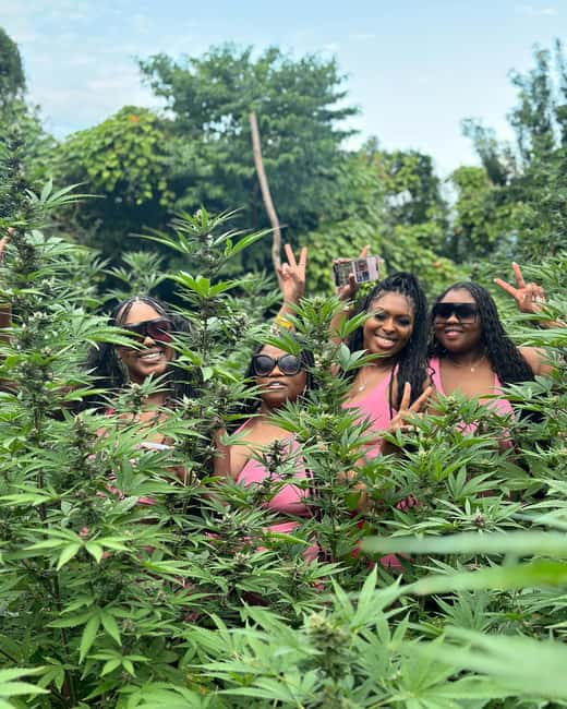 Montego Bay Marijuana Farm Tour - Getting There From Montego Bay and Nearby Resorts: Pickup Can Make or Break Your Mood