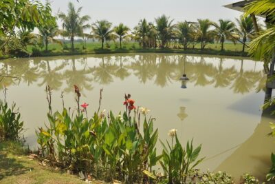 Morning Cooking Class in Organic Farm with Local Market Tour - The Best Thai Cooking Course: organic farm grounds and the kitchen setup