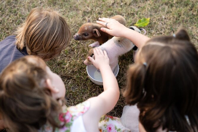 Morning Farm Experience near Gympie & Noosa - Cupcake, Apollo, and Jock: Meeting the Highland Cows Like a Regular