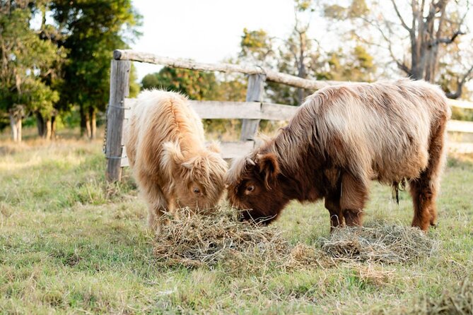 Morning Farm Experience near Gympie & Noosa - Games and Farm Facts: Fun That Actually Teaches