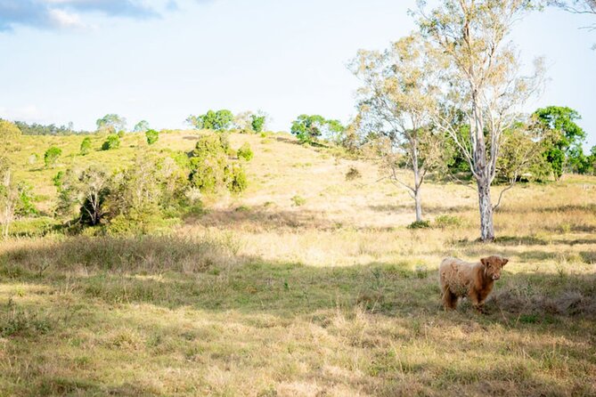 Morning Farm Experience near Gympie & Noosa - Who Should Book This Farm Morning (and Who Might Not)