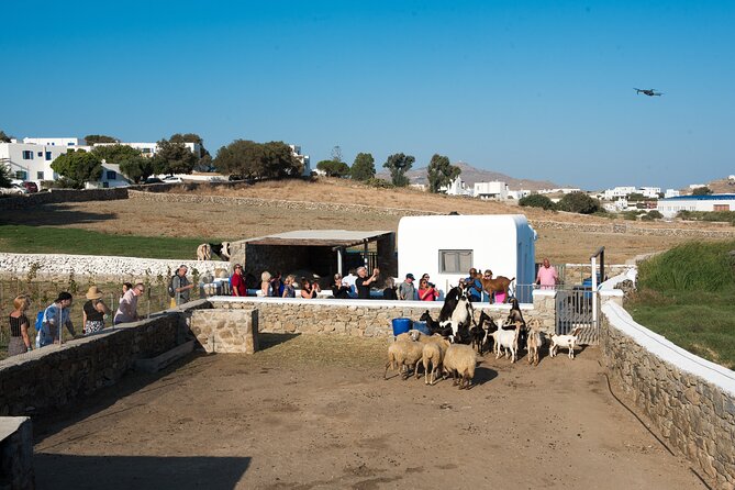 Mykonian Farm Experience - Why This 4:30 PM Farm Tour Works So Well on Mykonos