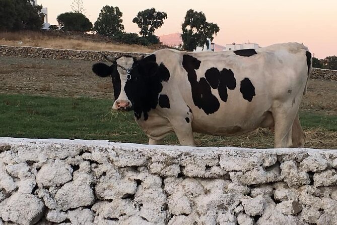 Mykonian Farm Experience - Your Meal Hour: Unlimited Local Wine, Raki, and Juices