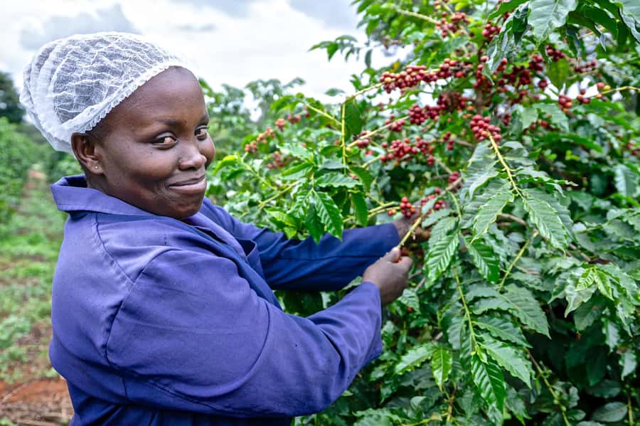 Nairobi: Coffee Factory and Farm Tour with Transfer - Pickup to the countryside: timing, comfort, and what to expect from the ride