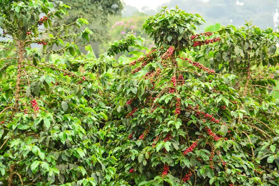 Nairobi: Coffee Factory and Farm Tour with Transfer - The farm walk: learning how coffee is grown (and what to notice)