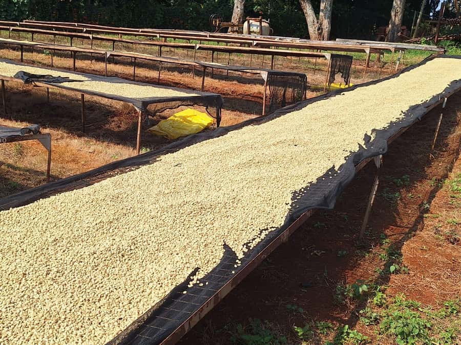 Nairobi: Coffee farm tour with pick up - Should You Book This Nairobi Coffee Farm & Factory Tour?