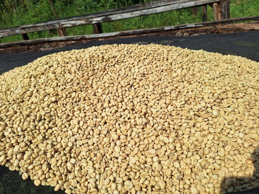 Nairobi: Coffee farm tour with pick up - Inside the Factory: Sorting, Roasting, and Grinding With Real Equipment