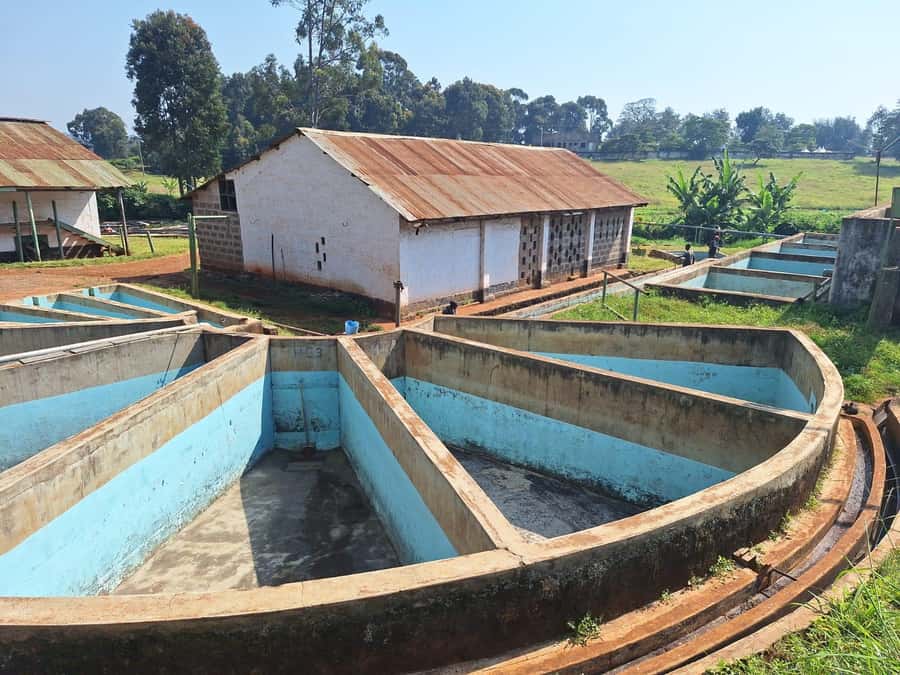 Nairobi: Coffee farm tour with pick up - Who This Tour Is Best For (And Who Might Skip It)