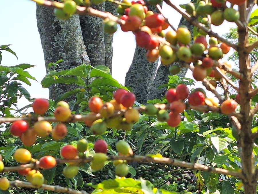 Nairobi: Coffee farm tour with pick up - Fairview Estate Coffee Fields: Sustainable Growing You Can Actually See