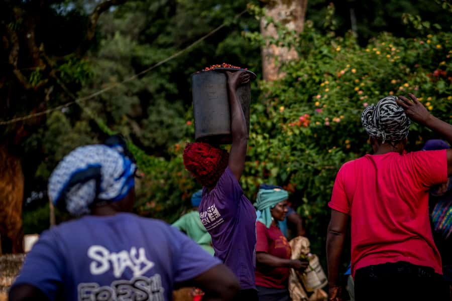 Nairobi: Guided Coffee Farm Tour with Tastings - Key things I’d mark on your Nairobi coffee checklist