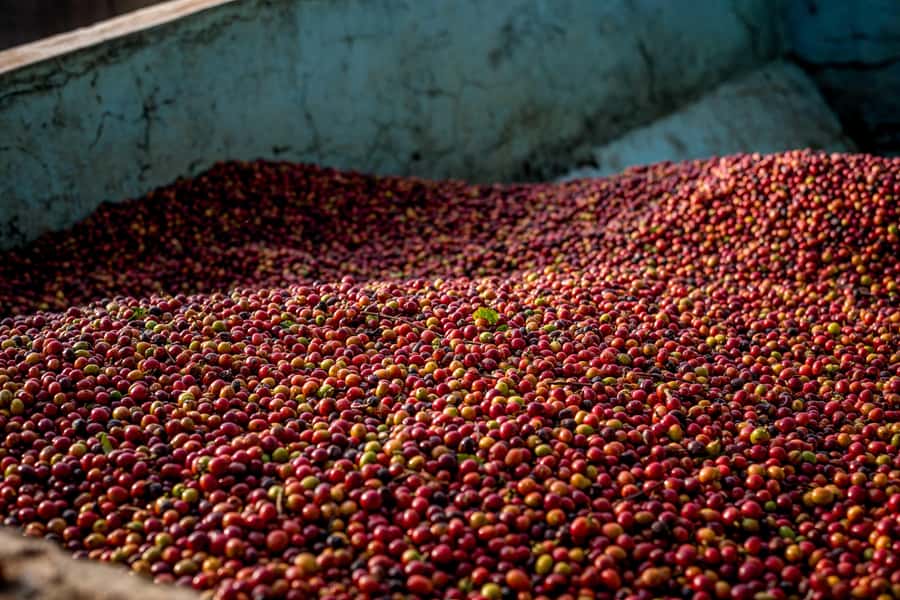 Nairobi: Guided Coffee Farm Tour with Tastings - Why this Nairobi coffee farm tour fits a busy day