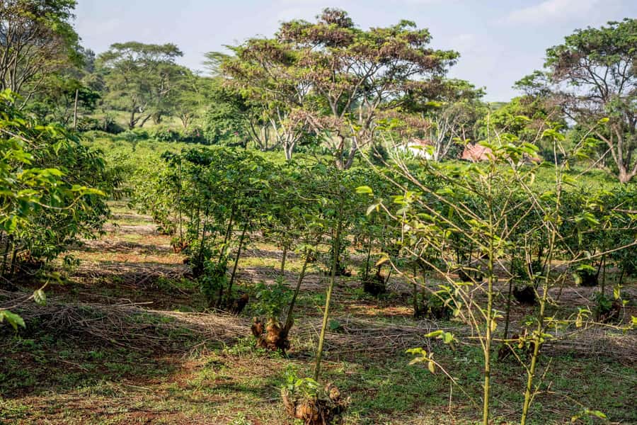 Nairobi: Guided Coffee Farm Tour with Tastings - Walking the coffee plantation: varieties, harvesting, and how farmers think