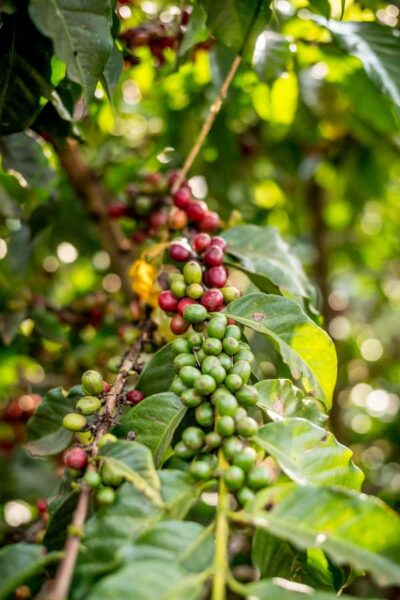 Nairobi: Guided Coffee Farm Tour with Tastings - From your Nairobi hotel to the farm: the drive is part of the story