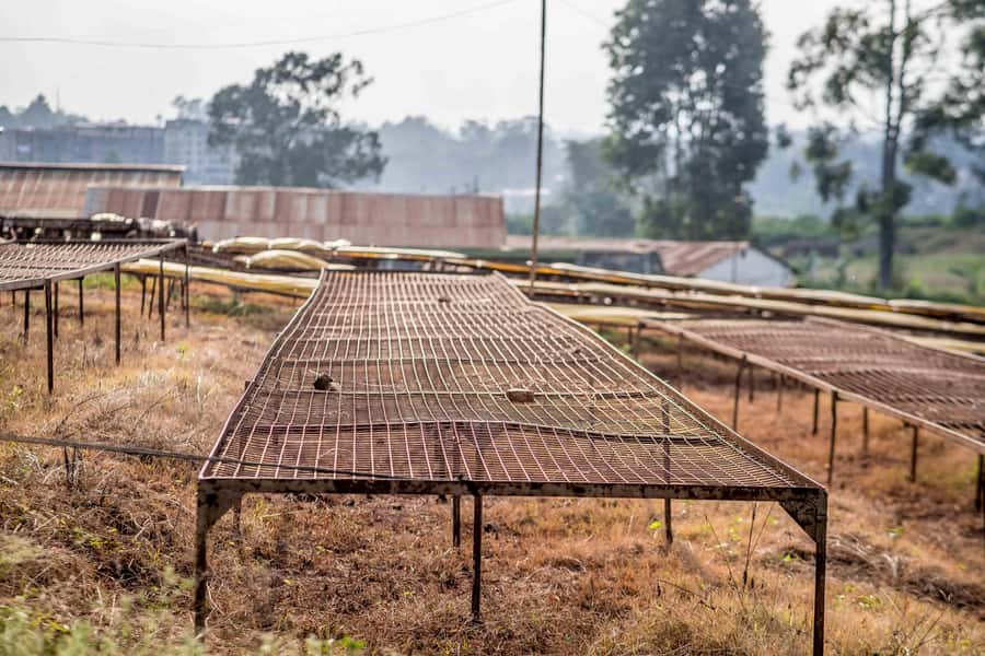 Nairobi: Guided Coffee Farm Tour with Tastings - Smell-the-coffee games in the Liquor room: turning curiosity into skill
