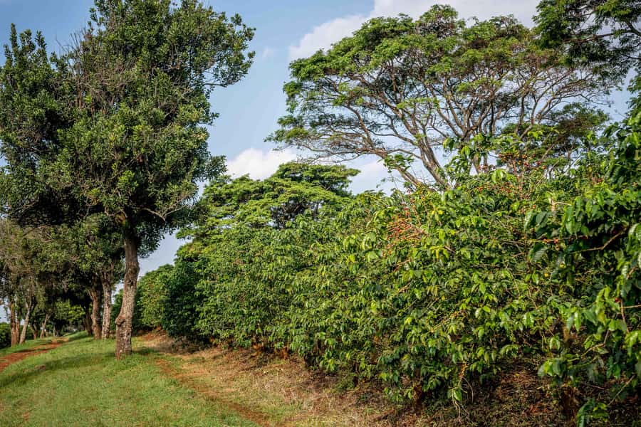 Nairobi: Guided Coffee Farm Tour with Tastings - Price, farm entry fees, and where the real value is