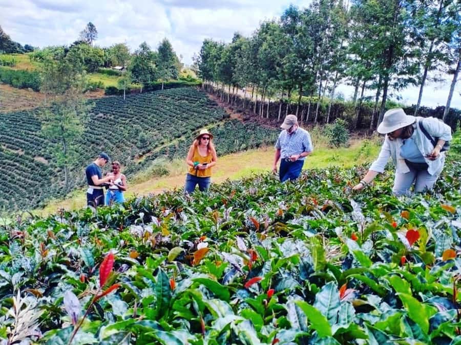 Nairobi: Purple Tea Farm Gatura Greens Day Trip - Purple Tea and the Kenya Tea Story You Can Taste