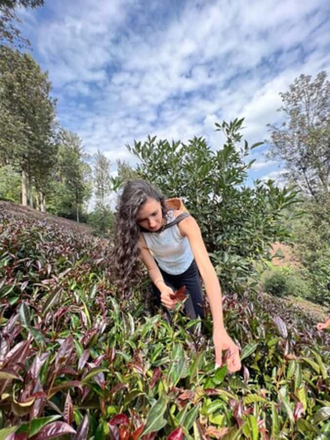 Nairobi: Purple Tea Farm Gatura Greens Day Trip - Arriving at Gatura Greens: the host welcome and what you’ll learn first
