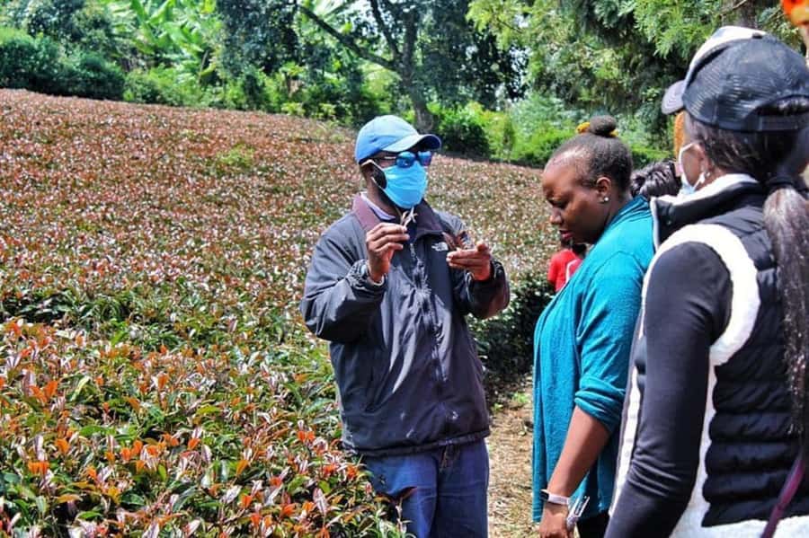 Nairobi: Purple Tea Farm Gatura Greens Day Trip - Tea Picking in the Fields: your chance to get hands-on