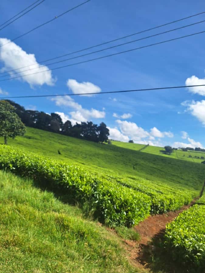 Nairobi: Tea Farm Day Trip with Lunch at kiambethu - Key Things That Make Kiambethu Worth Your Time