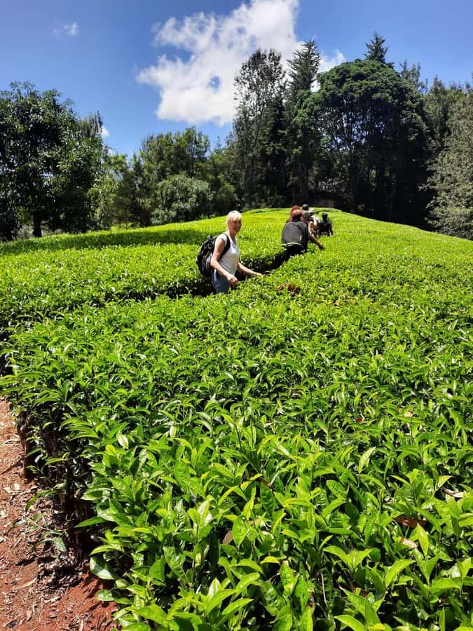 Nairobi: Tea Farm Day Trip with Lunch at kiambethu - Tea Picking: The Hands-On Moment That Changes Your Understanding