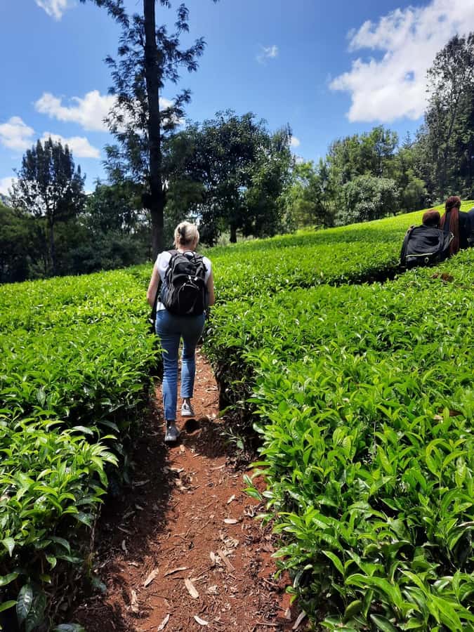 Nairobi: Tea Farm Day Trip with Lunch at kiambethu - Lunch Around 1pm: Three Courses, Farm-Fresh Food, and Dairy Details