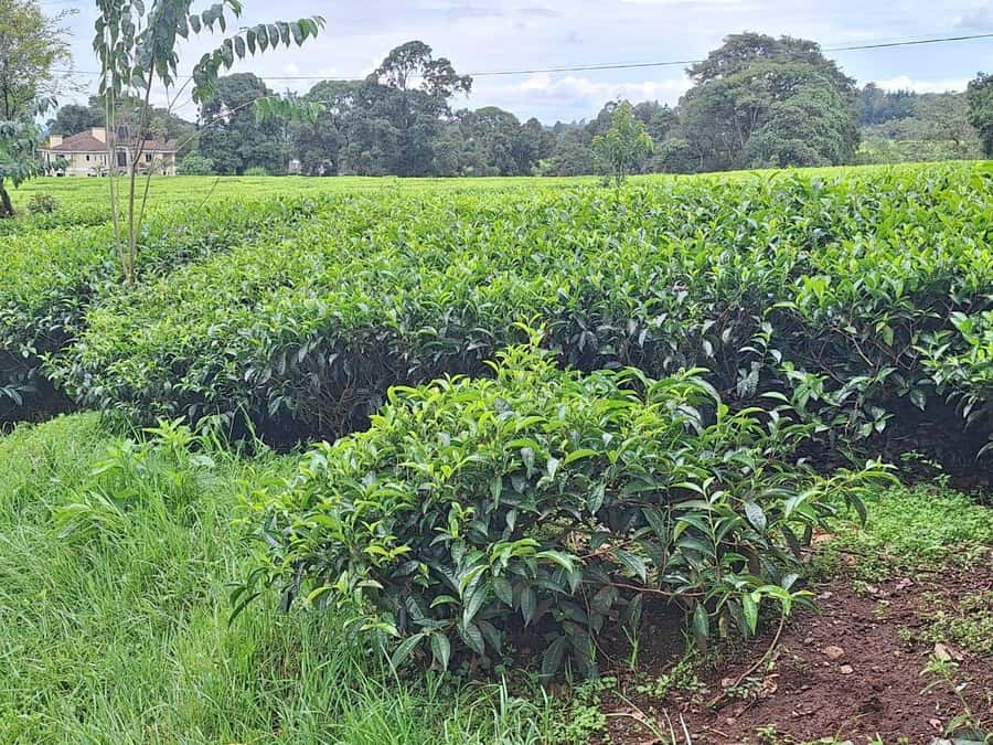 Nairobi: Tea Farm Day Trip with Lunch at kiambethu - Forest Trek and the Waterfall Dip: Where the Day Gets Lighter