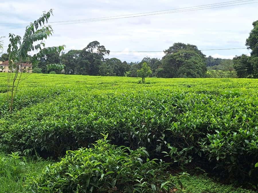 Nairobi: Tea Farm Day Trip with Lunch at kiambethu - What to Bring (and What to Skip) for a Smooth Farm Day