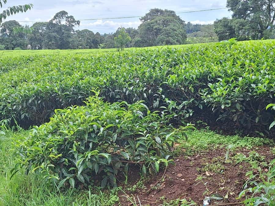 Nairobi: Tea Farm Day Trip with Lunch at kiambethu - The 11am Welcome and Tea Tour: Fields, History, and Purple Tea Talk