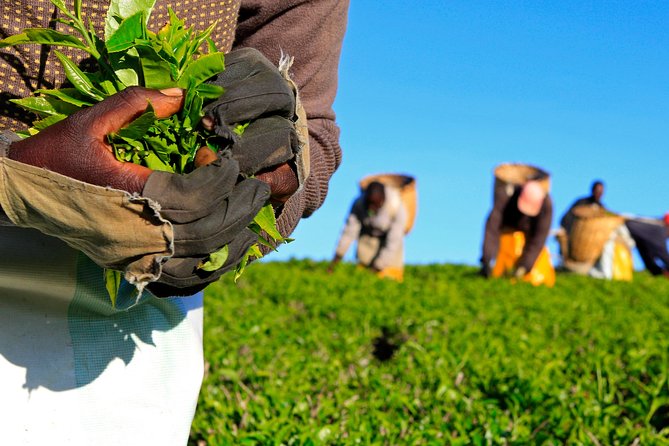 Nairobi to Kiambethu Tea Farm Tour - Nairobi to Kiambethu Tea Farm: Why This Day Trip Works