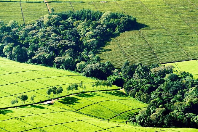 Nairobi to Kiambethu Tea Farm Tour - Tea History and the Working Farm: What the Guided Walk Teaches You