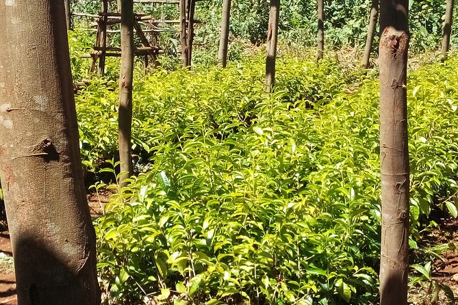 Nairobi to Kiambethu Tea Farm Tour - Lunch With Ngong Hills Views: A Real Tea-Farm Meal