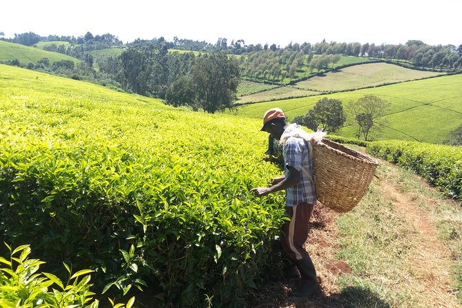 Nairobi to Kiambethu Tea Farm Tour - Guides Who Make Kenya Feel Personal: Fiona, Obed, Dunkin, and Dennis