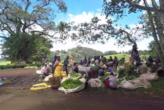 Nairobi to Kiambethu Tea Farm Tour - Price and Value: Is $108 Worth It?