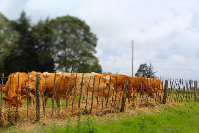 Nairobi to Kiambethu Tea Farm Tour - Who Should Book This Kiambethu Tea Farm Tour (and Who Might Not)