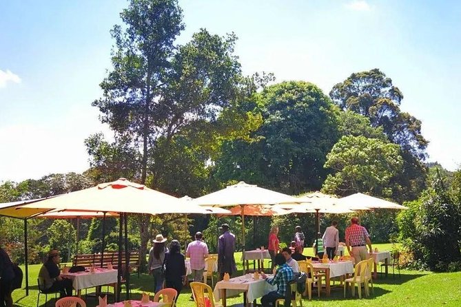 Nairobi to Kiambethu Tea Farm Tour - The Indigenous Forest Walk and Colobus Monkey Chances