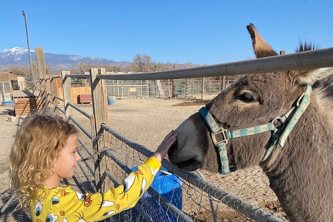 Nature Health Farms Alpaca Farm Petting Zoo Pahrump Death Valley - Meeting Free-Roaming Alpacas and Ostriches in Pahrump