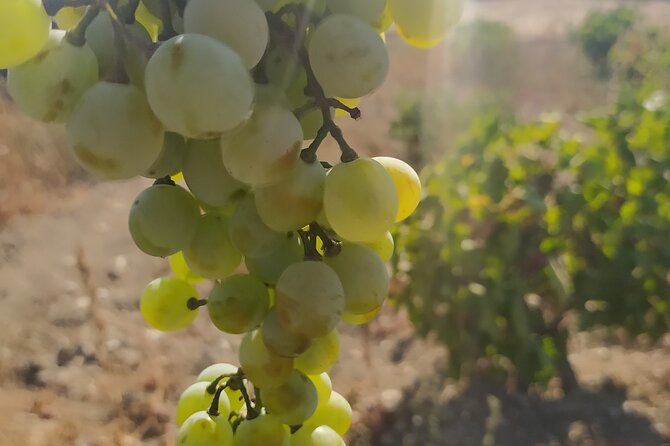 Naxos Farm Experience and cheese making - Getting There: Luxury Minivan Pickup That Keeps Your Day Smooth