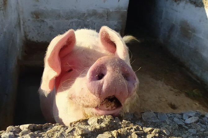Naxos Farm Experience and cheese making - Farm Tour Plus Animals: Why It Feels Like More Than a Cheese Workshop