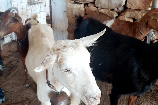 Naxos Farm Experience and cheese making - What the Price Includes—and Why It Can Still Feel Worth It