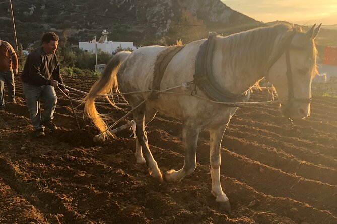 Naxos Perivoli Farm Experience & Wood-fire Cooking Class - Key highlights you should plan around