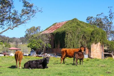 Newcastle: Country Towns River & Farm Tour with BBQ - Price and what you’re really paying for ($175.72)