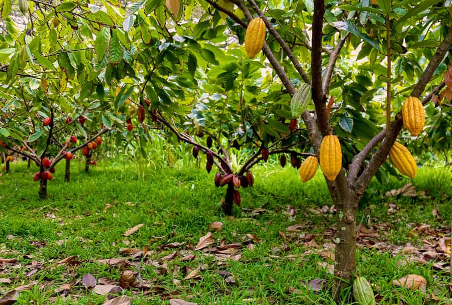 Oahu: Chocolate Farm Tour with Tasting - Kamananui Cacao - Getting there from Honolulu or Haleiwa: your no-stress route