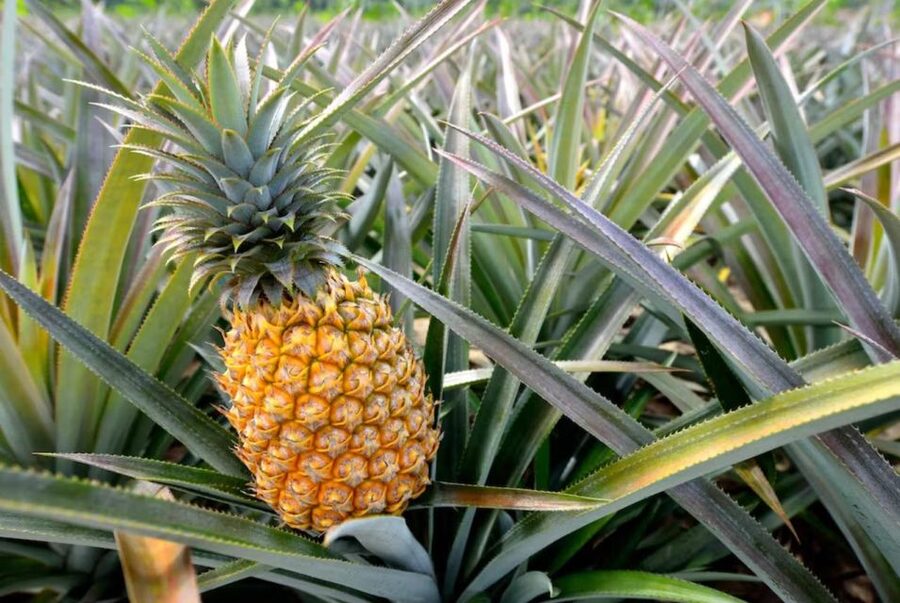 Oahu: North Shore Dole Pineapple Farm Tour - Key things I’d circle on your itinerary