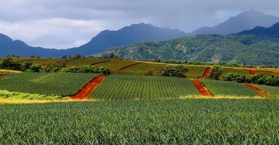 Oahu: North Shore Dole Pineapple Farm Tour - A 7-hour North Shore loop from Waikiki to Wahiawa