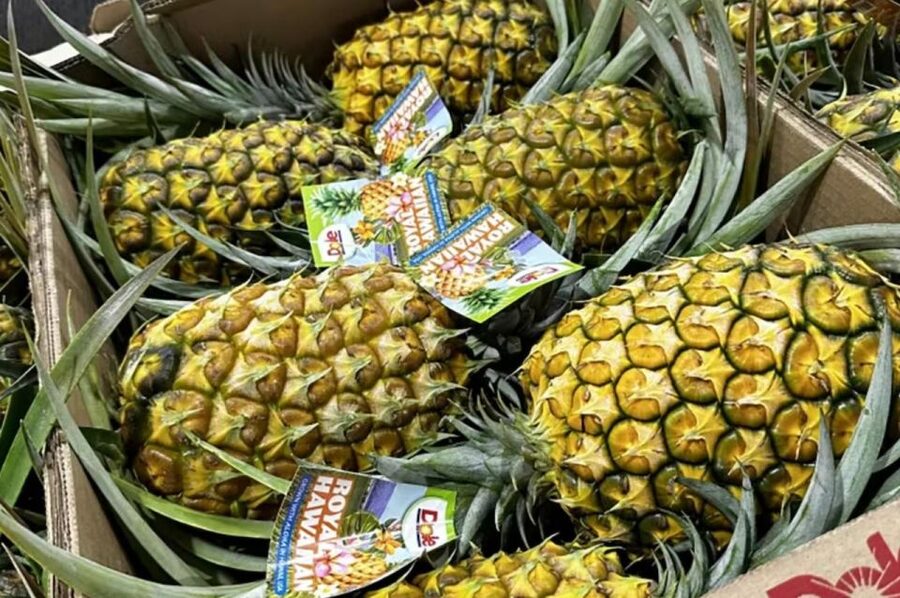 Oahu: North Shore Dole Pineapple Farm Tour - Dole pineapple process: from harvest reality to pack-house viewing